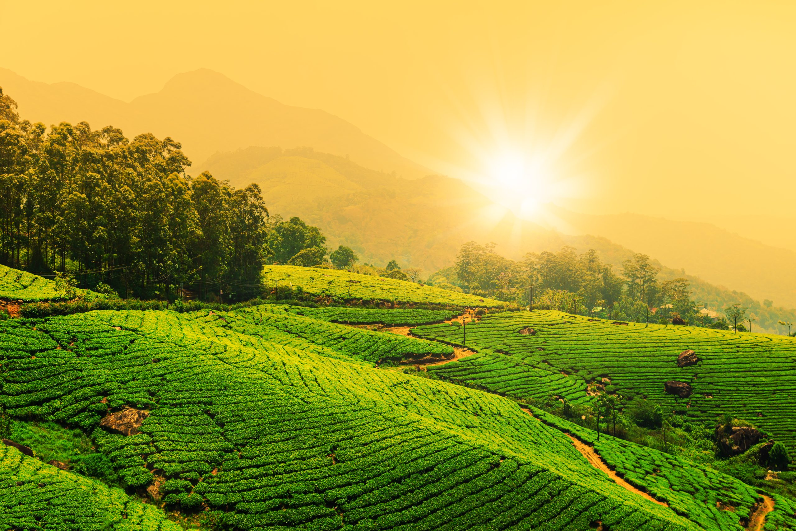 Landscape view of a tea plantation at sunset. Munnar, Kerala State, India.